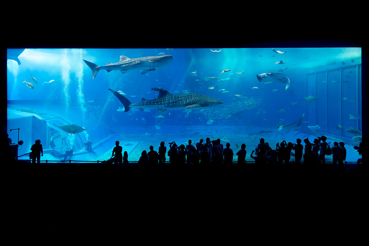 海外の反応 美しいけど 美ら海水族館にある世界最大級の水槽に心揺さぶれる外国人達 Reddit翻訳まとめブログ Dear Japan
